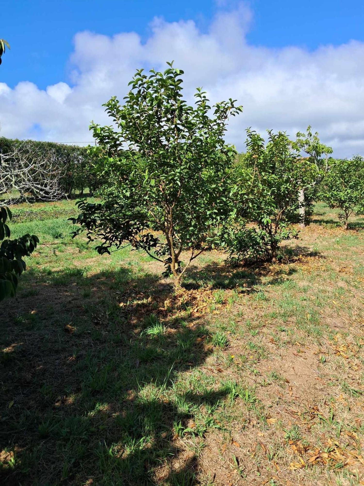 Quinta Do Norte Capelas Eksteriør billede