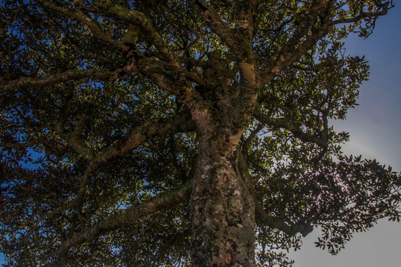 Quinta Do Norte Capelas Eksteriør billede